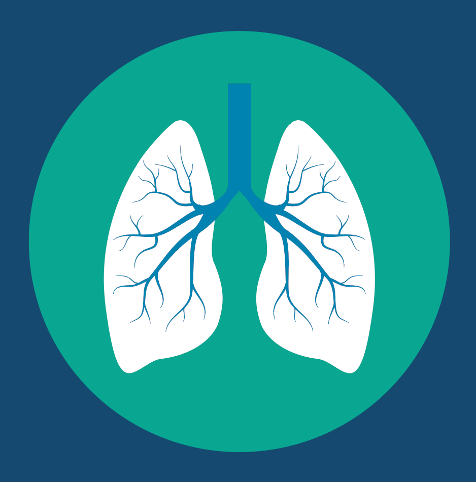 Vector image of lungs