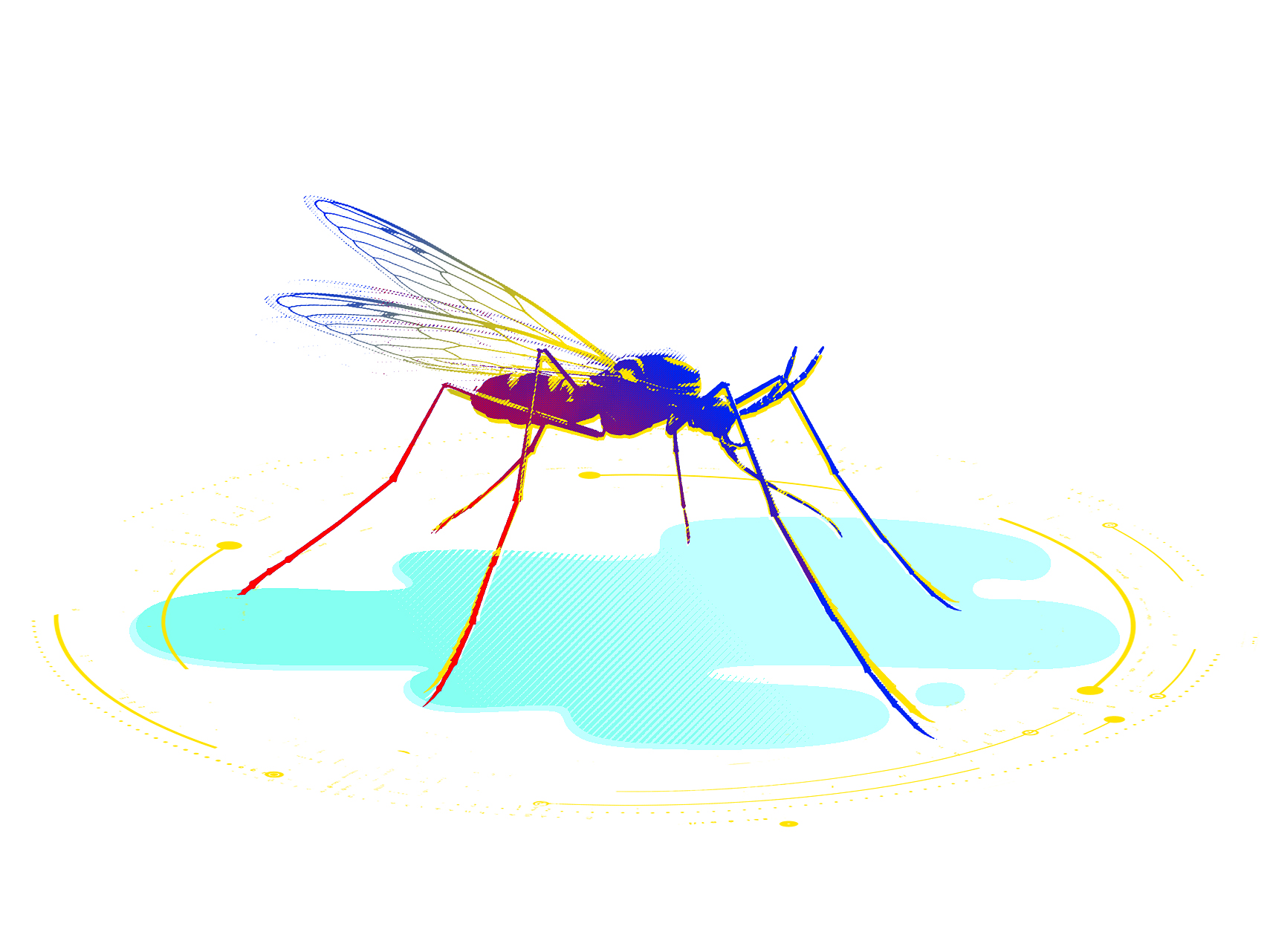 a mosquito