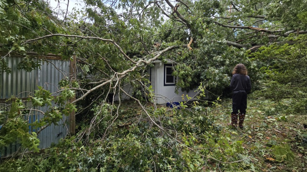 woman in front of fallen tree